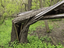 Storm damage Broken tree in woods, springtime in northern Illinois