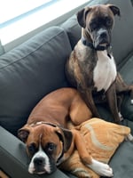 Suzanne - Dogs