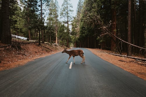 deer crossing.jpg