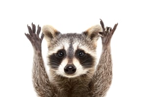 raccoon