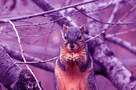 purple squirrel